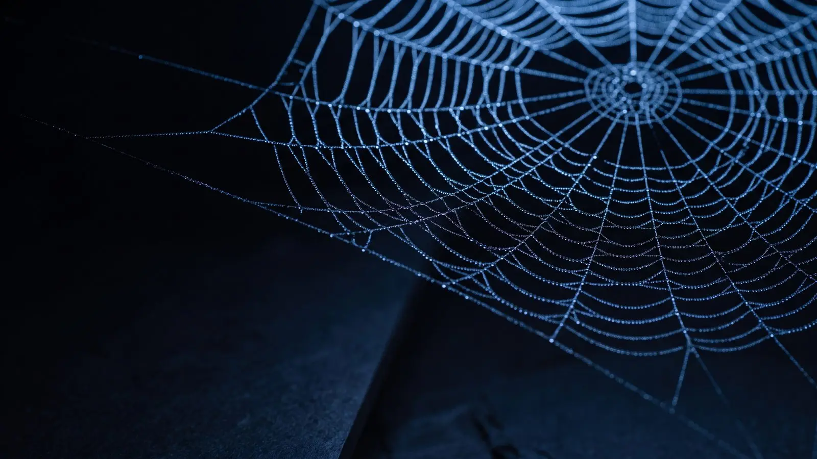 A dew-covered spiderweb against a black background.